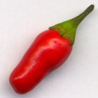 chili pepper again