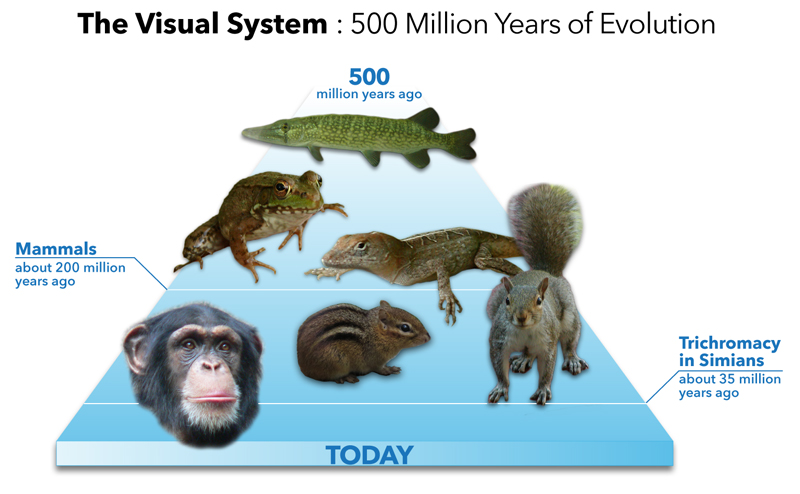 The Visual
                  System: 500 Million Years of Evolution